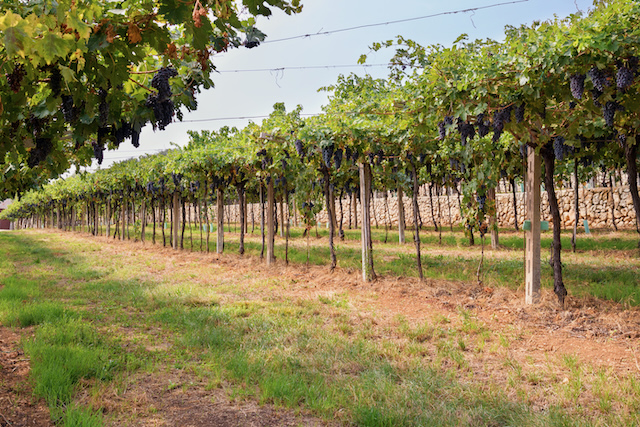 Revolutionizing Vineyard Irrigation